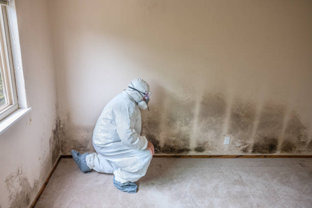 Reliable Newellton, LA Mold Inspection, Removal & Remediation Solutions